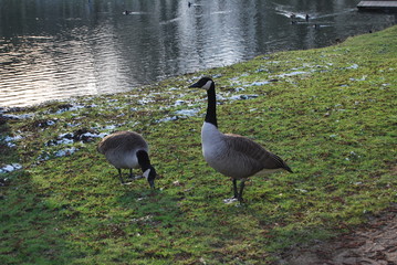 Gänse am See