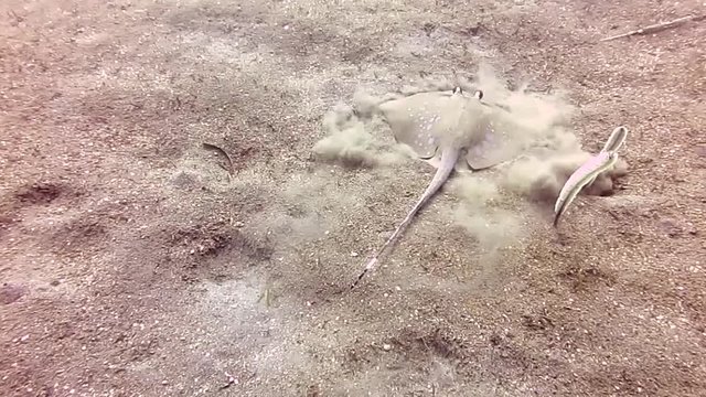 Bluespotted Stingray, neotrygon kuhlii   also known as bluespotted maskray or Kuhl's stingray swimming over sandy bottom of Bali