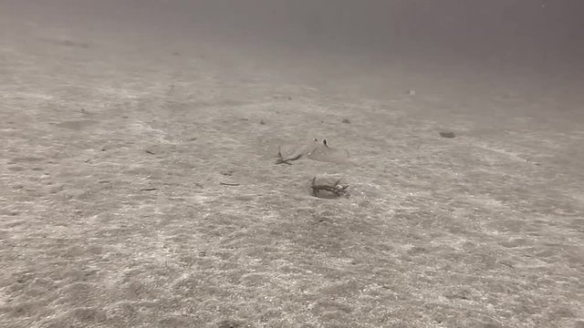 Bluespotted Stingray, neotrygon kuhlii   also known as bluespotted maskray or Kuhl's stingray swimming over sandy bottom of Bali