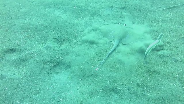 Bluespotted Stingray, neotrygon kuhlii   also known as bluespotted maskray or Kuhl's stingray swimming over sandy bottom of Bali
