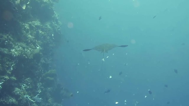 Eagle ray is swimming in front of me, Bunaken island,Canon G16. The eagle rays are a group of cartilaginous fishes in the family Myliobatidae