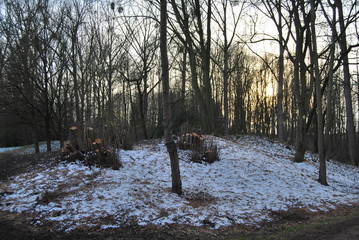Wald im Winter
