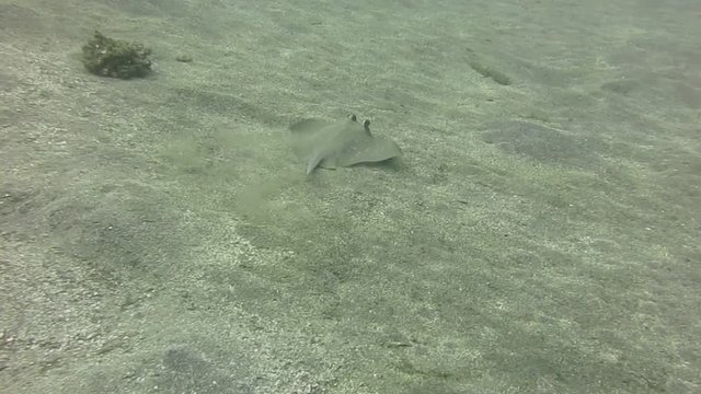 Bluespotted Stingray, neotrygon kuhlii   also known as bluespotted maskray or Kuhl's stingray swimming over sandy bottom of Bali