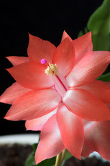 Fototapeta na wymiar Beautiful cactus flower. Macro photography.