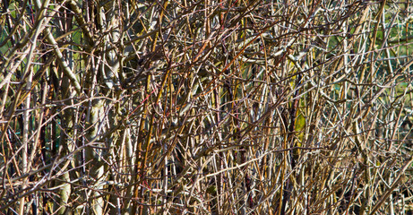 Natural wood texture background