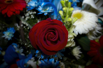 Red rose on blurry background