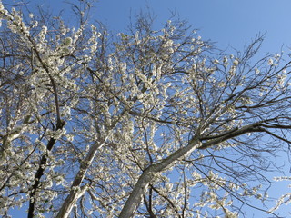 Cherry Blossom tree top
