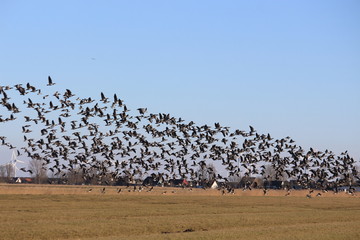 Weisswangeng&auml;nse fliegen ins Nachtquartier