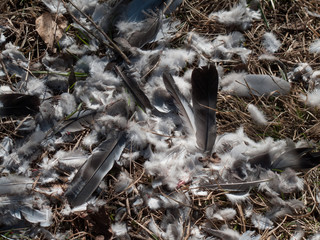 Reste einer Taube im Wald