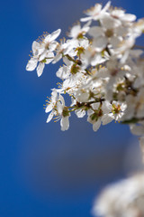 Plum tree with white Spring Blossoms over blurred nature background