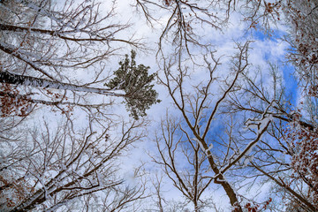 Black tree branches silhouette without leaves