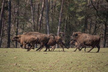 Bison d'Europe