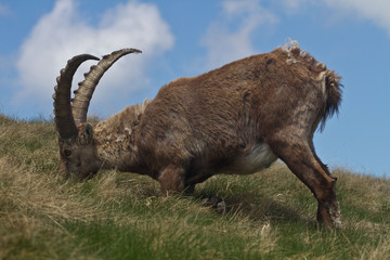 stambecco mentre mangia