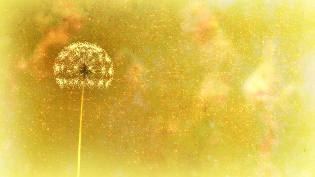 Animation of a dandelion growing and the seeds blowing away on the wind. Loop (or removable) section between 6:00-12:00. Golden yellow version. Representing: wishing, birthday wishes, luck etc.