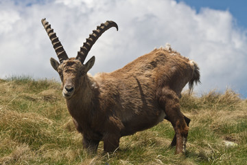 stambecco