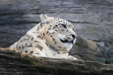 Adult snow leopard on rocky ledge