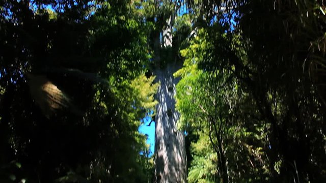 Tane Mahuta, New Zealand's largest tree. A giant Kauri in the subtropical Waipoua Forest in Northland, it attracts 110,000 visitors a year. Tane Mahuta is Maori for Lord of the Forest.