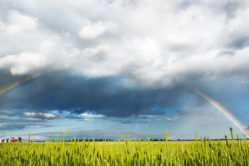 Panorama of spring field with rainbow, rye field after rain,  meteorological phenomenon, colorful rainbow in rural background