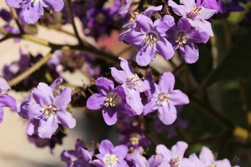 Heliotropium arborescens purple flowers in the garden