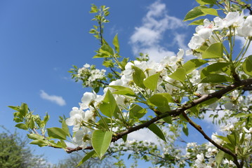 branch of apple tree with many flowers over blue sky