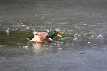 Schluss mit Eisbaden