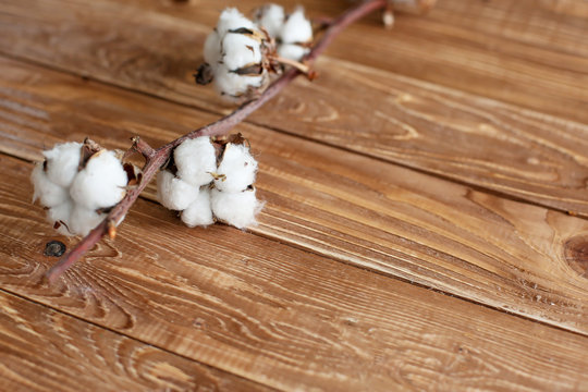  flower cotton, white color on a branch close-up on a wooden background