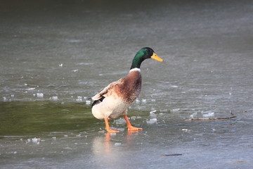 Ganz sch&ouml;n frostig