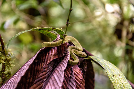 Palmenviper im Dschungel