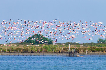 Flock of pink flamingos.Po river lagoon