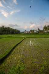 Reisefelder in Bali mit Sonnenuntergang