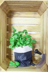 Fresh basil in a pot on a vintage wooden fruit crate background as decoration or as food