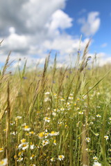 a meadow of wild flowers under beautiful sun