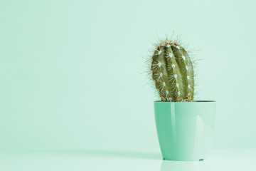 Cactus Vanilla Pastels Trendy Color