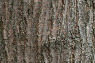 Bark of the tree