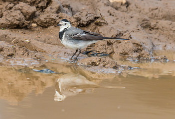 Washerwoman, small bird drinking and reflecting in the puddle of water