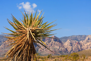 Yucca Plant at Red Rock Canyon, Nevada with Blue Sky
