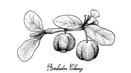 Hand Drawn of Barbados Cherries on White Background