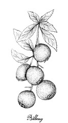 Hand Drawn of Ripe Bilberries on White Background
