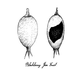 Hand Drawn of Blackberry Jam Fruits on White Background