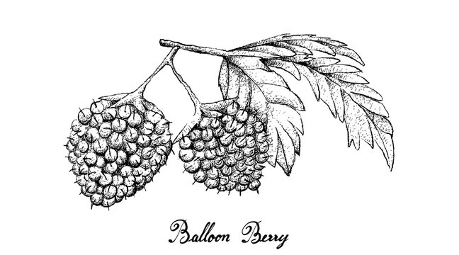 Hand Drawn of Balloon Berries on White Background