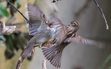 the sparrows fighting for breakfast in the harsh winter © AGUS