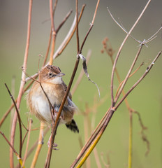 small bird called zitting cisticola, very restless and difficult to photograph