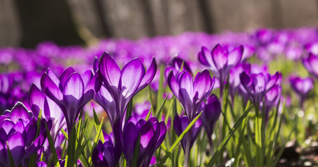 Fleurs violettes - crocus violets (Crocus) - pleines de lumière