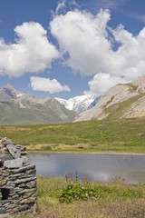 Alpenampfer im Montblancgebiet