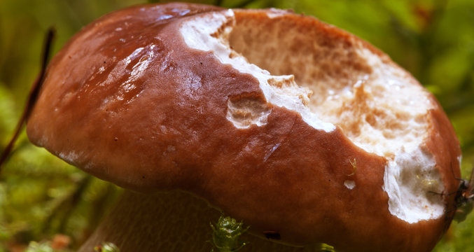 Boletus Mushroom, Dolomites