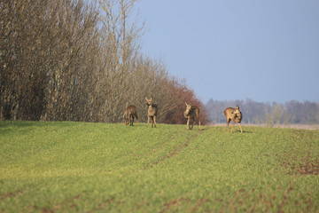 Aufmerksames Rehwild