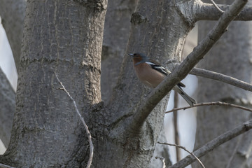 finch fringilla coelebs bird