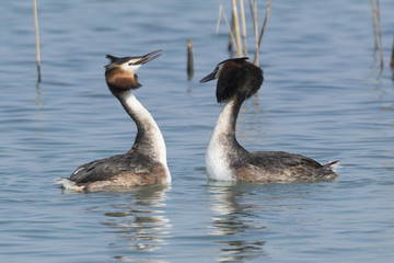 courtship of the great crested grebe
