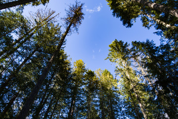 Forest tree tops