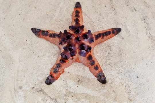 Protoreaster nodosus-horned or chocolate chip sea star. Punta Ballo beach-Sipalay-Philippines. 0322